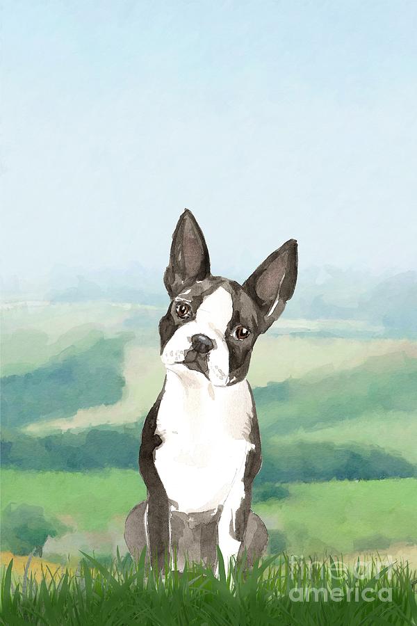 Boston Terrier Painting by John Edwards