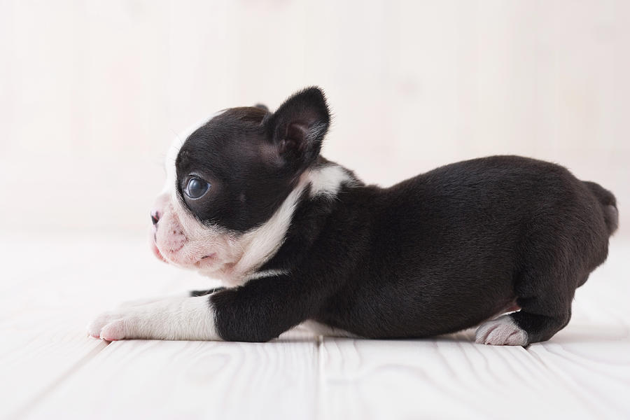 Boston Terrier Lying Down Photograph by Mixa