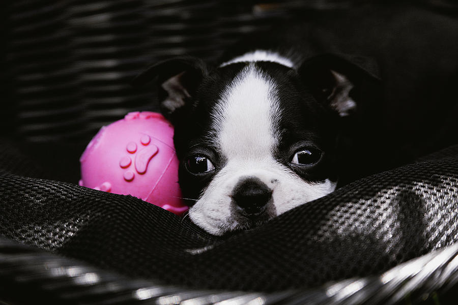 Boston Terrier Puppy and Pink Ball by Jeanette Fellows Boston Terrier Puppy and Pink Ball by Jeanette Fellows