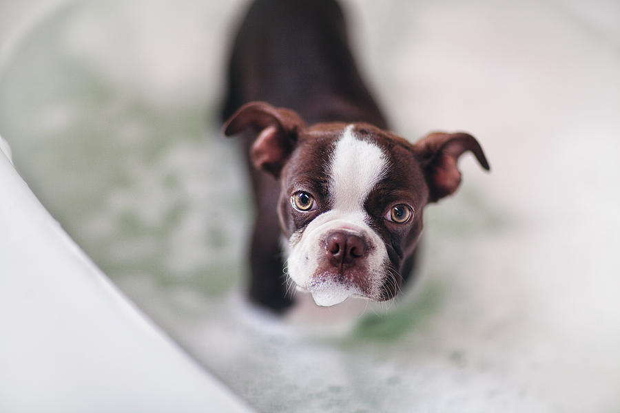 How To Bathe A Boston Terrier