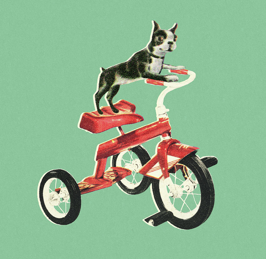 Boston Drawing - Boston Terrier Riding a Bike by CSA Images
