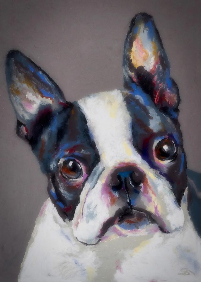Boston Terrier Photograph by Stephen Anderson