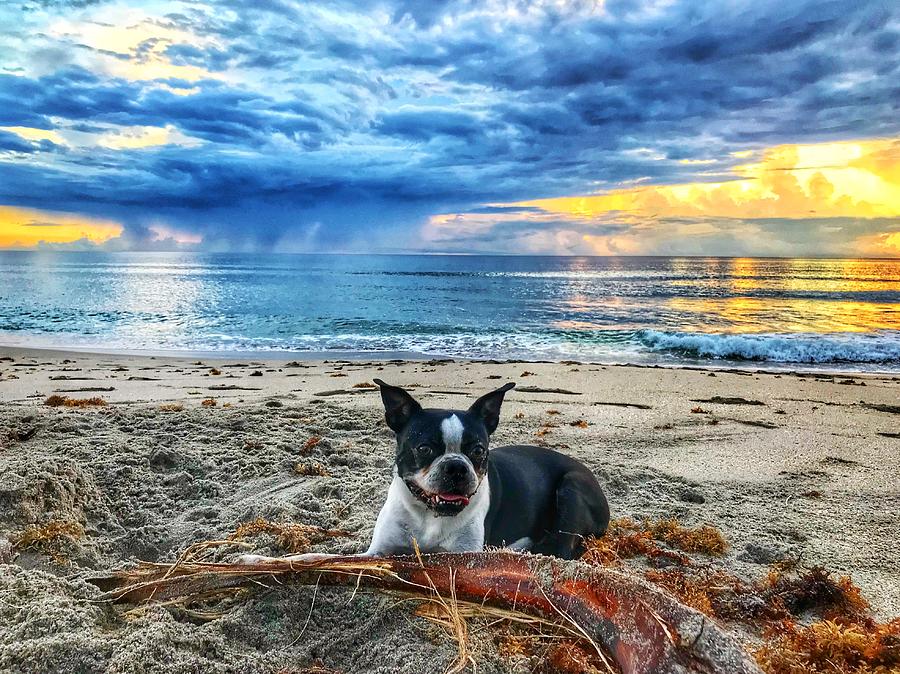 Boston Terrier Sunrise Delray Beach Florida Photograph by Lawrence S Richardson Jr