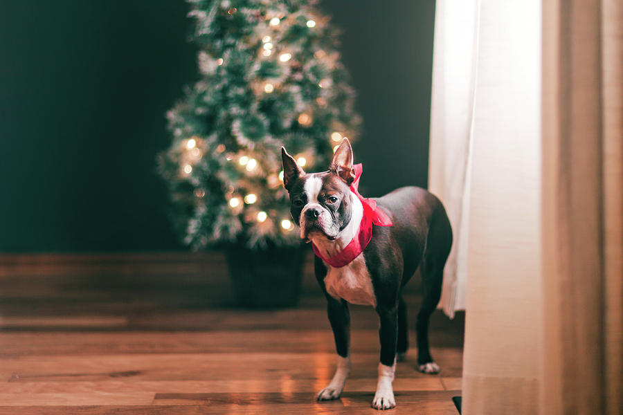 Christmas Digital Art - Boston Terrier Wearing Red Bow, Christmas Tree In Background by Rebecca Nelson