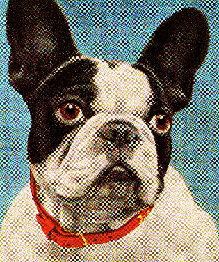 Boston Drawing - Boston Terrier/French Bulldog by CSA Images