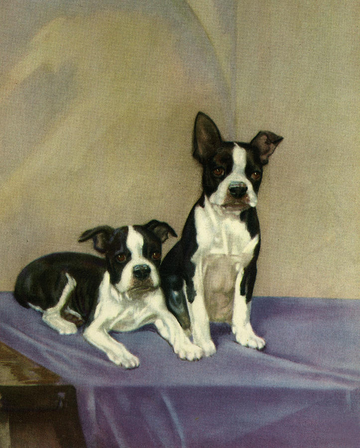 Bostons Terrier Painting by Diana Thorne
