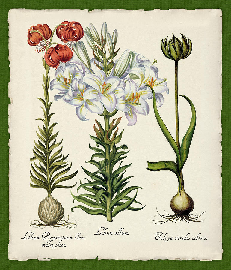 Lily Digital Art - Botanica Nostalgia IIi by Tina Lavoie