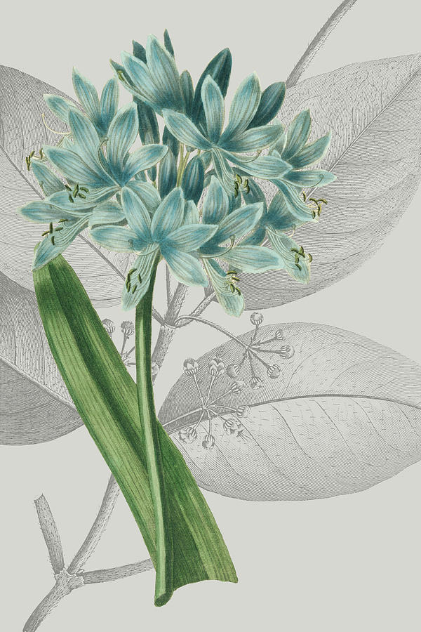 Botanical Arrangement II Painting by Vision Studio