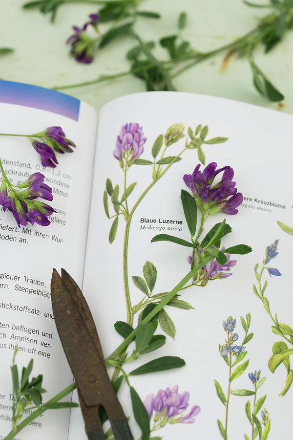 Botanical Field Guide Open To Description Of Purple-flowering Alfalfa medicago Sativa Photograph by Martina Schindler