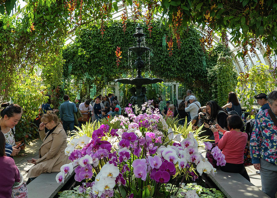 Botanical Fountain Photograph