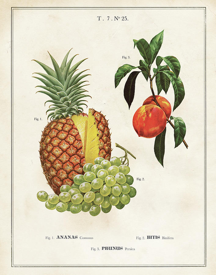 Botanical Fruit Chart For Pineapple, Grapes And Peaches. Drawing by Unknown
