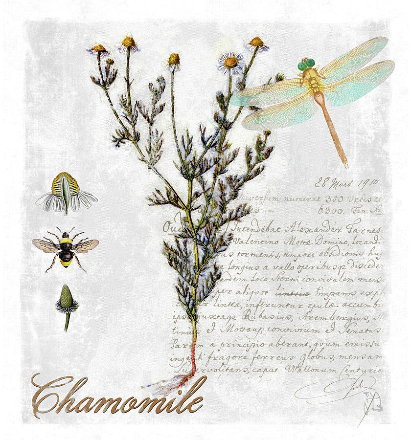 Tea Digital Art - Botanical Garden Chamomile Herb by Tina Lavoie
