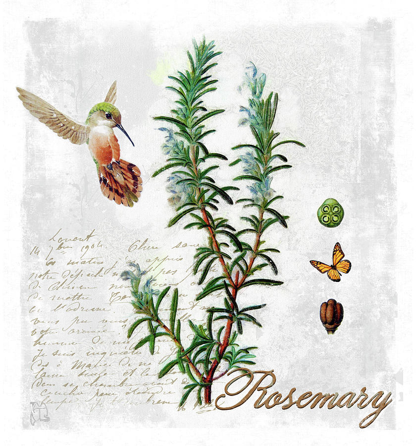 Butterfly Digital Art - Botanical Garden Rosemary Herb by Tina Lavoie
