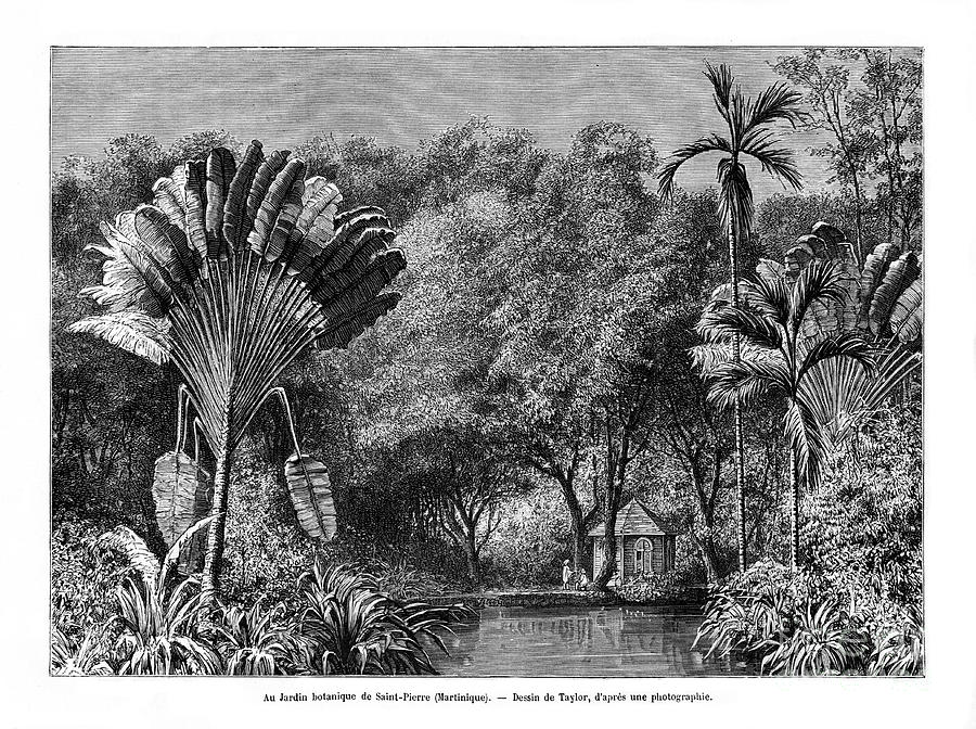 Botanical Garden, Saint-pierre Drawing by Print Collector