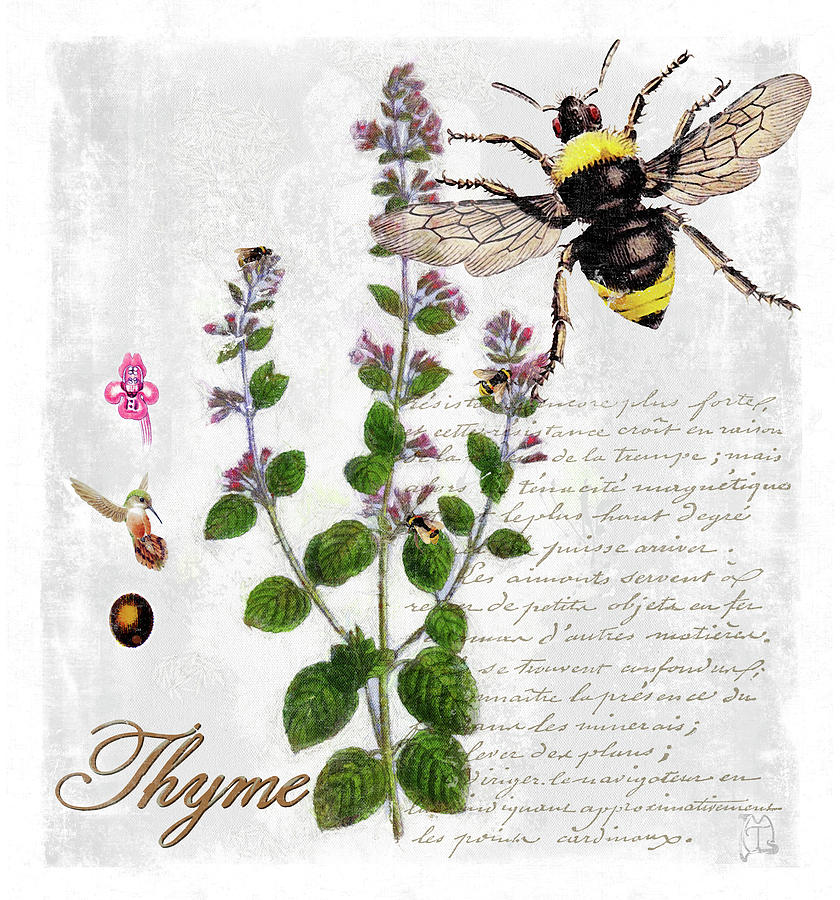 Thyme Digital Art - Botanical Garden Thyme Herb by Tina Lavoie