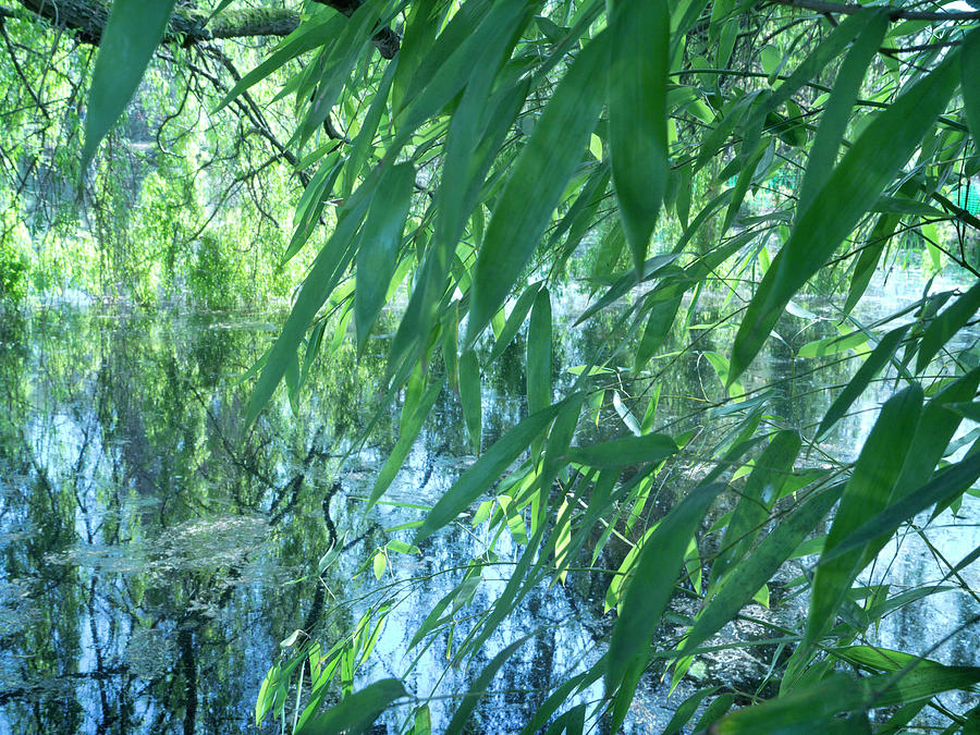 Botanical Gardens Cambridge by Jerry Daniel Botanical Gardens Cambridge by Jerry Daniel