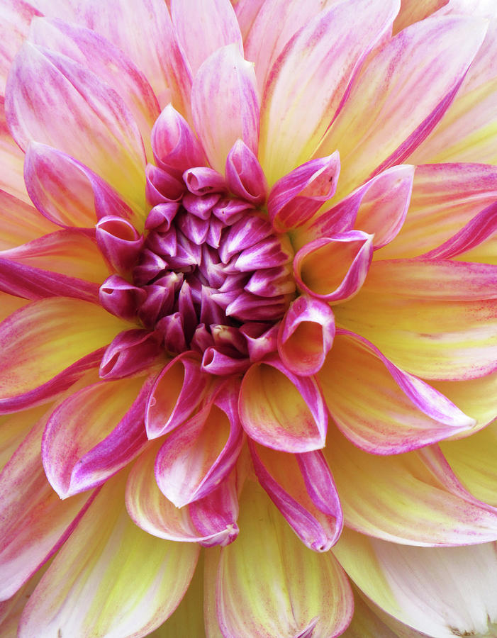 Résine Hérisson Cadre Photo Image Cadeau Décoration envoi gratuit FO/_32015