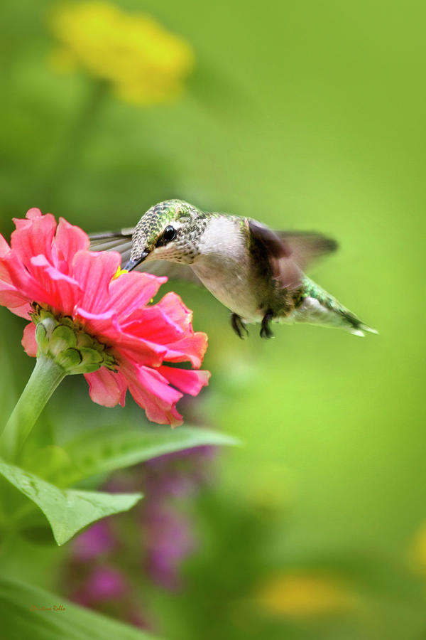 Hummingbird Photograph - Botanical Hummingbird by Christina Rollo