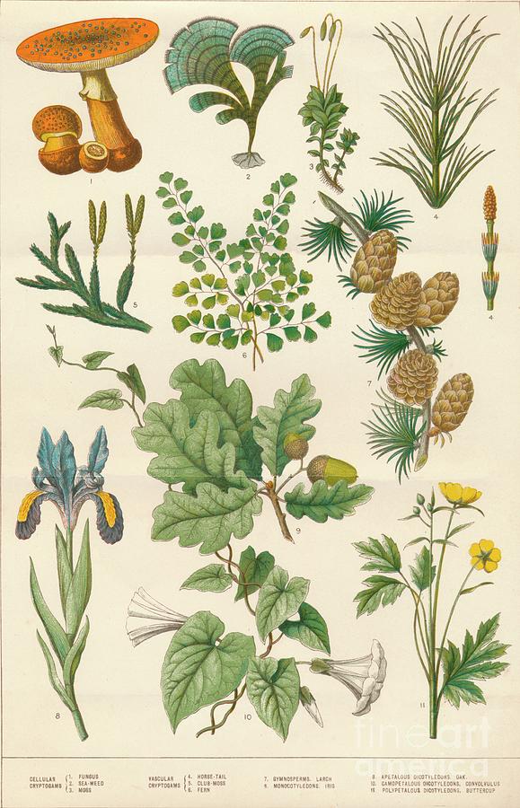 Botanical Illustration By Print Collector