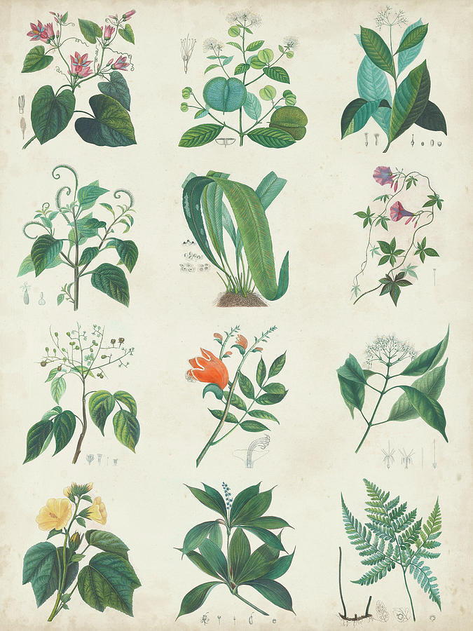 Botanical Schema II Painting by Vision Studio