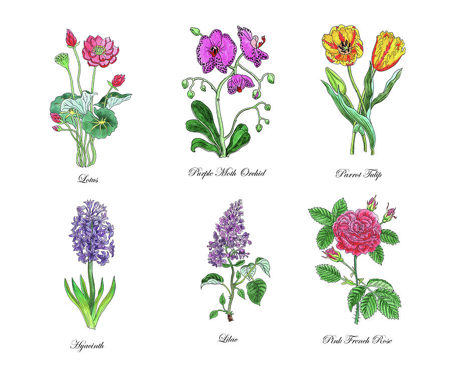 Botanical Watercolor Flowers Collection Iv Painting