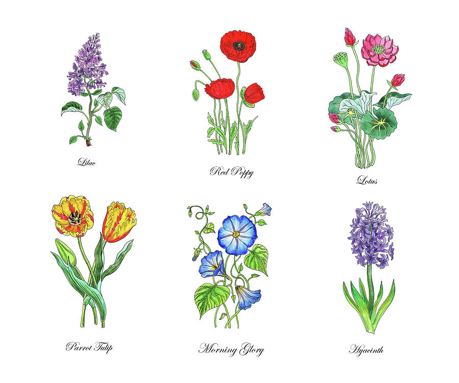 Botanical Watercolor Flowers Collection Vi Painting