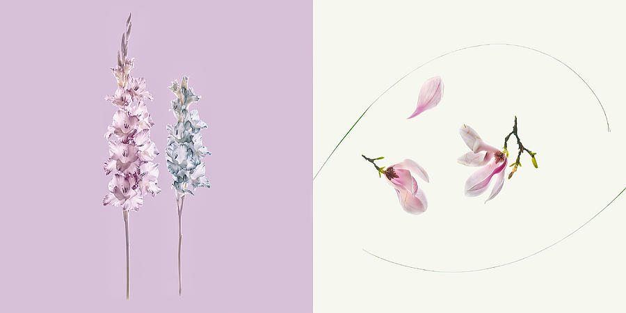 Flower Photograph - Botanicalogues-2 by Giuseppe Satriani