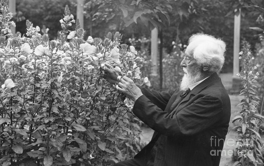 Botanist Hugh De Vries Photograph by Bettmann
