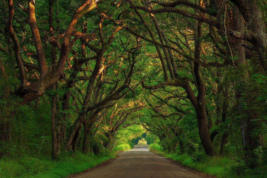Botany Bay Plantation by Emmanuel Panagiotakis Botany Bay Plantation by Emmanuel Panagiotakis