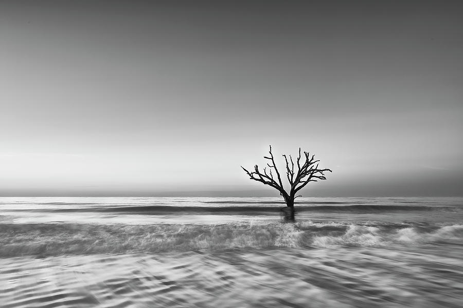 Botany Bay Tree II Photograph by Jon Glaser