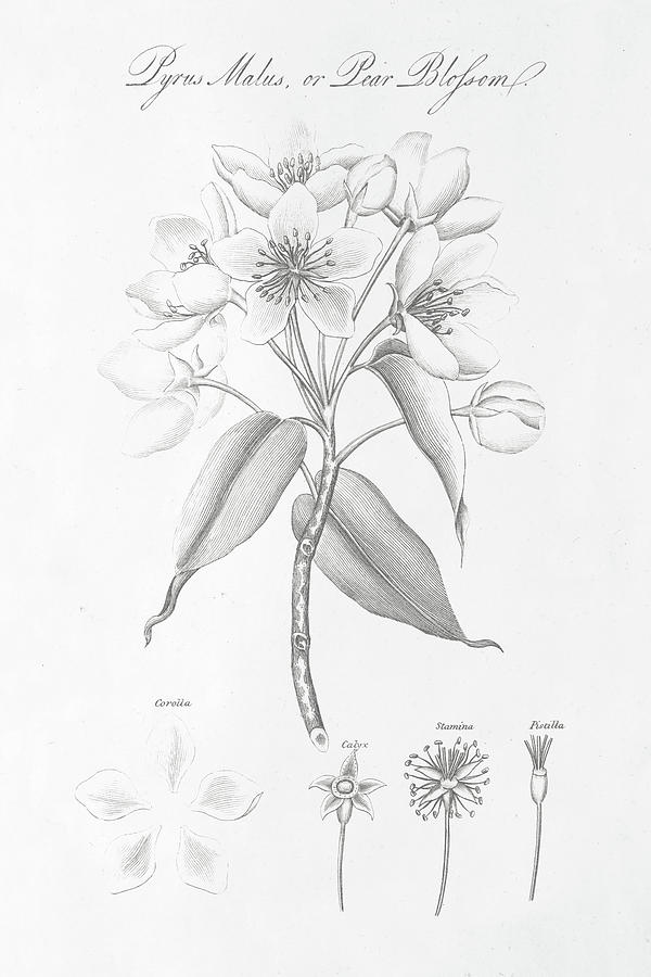 Flower Mixed Media - Botany Book Viii by Wild Apple Portfolio