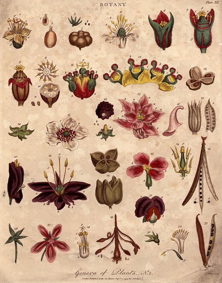 Botany Digital Art by Hulton Archive