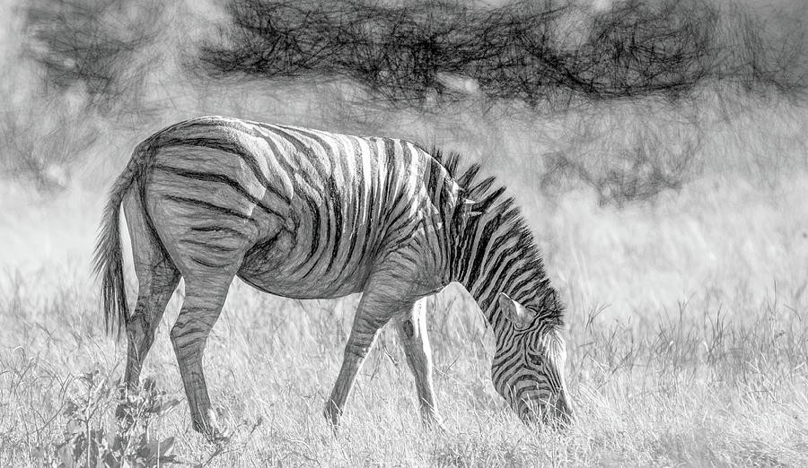 Botswana Beauty, Charcoal Stylized Photograph by Marcy Wielfaert