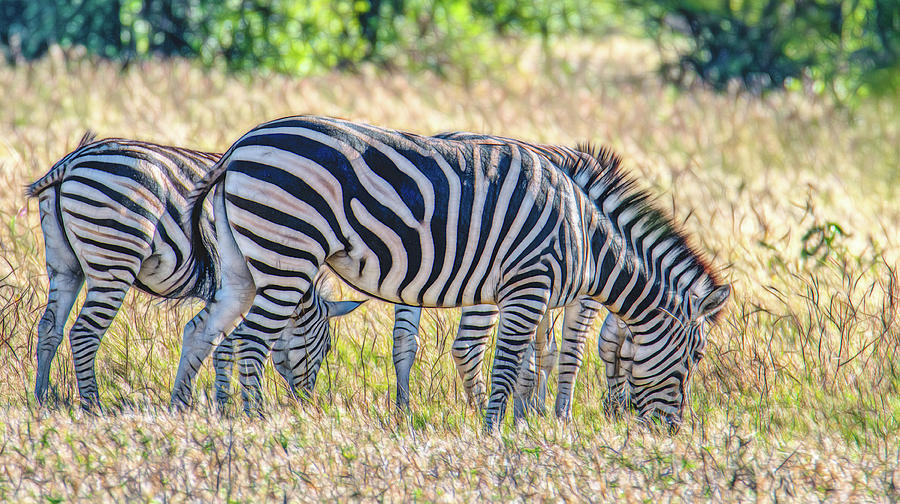 Botswana Breakfast Buddies Photograph by Marcy Wielfaert