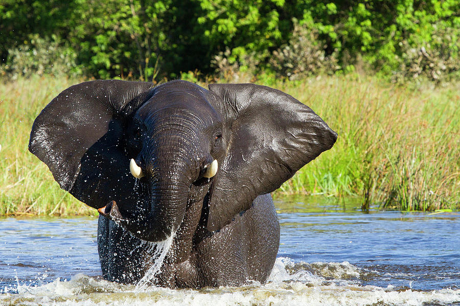 Botswana, North-west District, Moremi by Denis-huot Michel / Hemis.fr