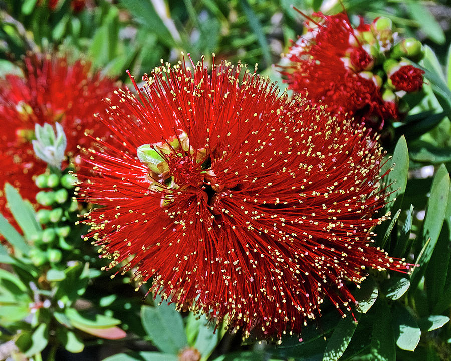 Bottle Brush at Saint Lukes Lutheran Church in Claremont, California  Photograph by Ruth Hager