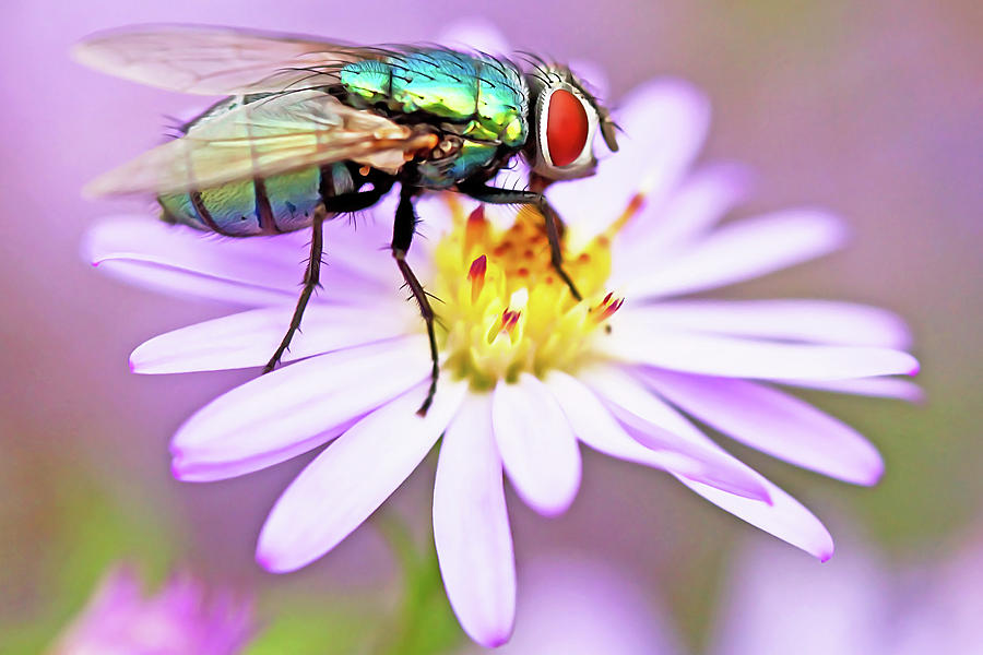 Bottle Fly Photograph by Copyright Oneliapg Photography