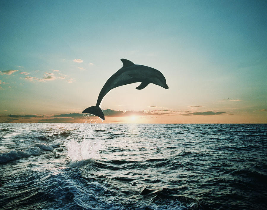 Bottle-nose Dolphin Tursiops Truncatus Photograph by Steve Bloom Bottle-nose Dolphin Tursiops Truncatus Photograph by Steve Bloom