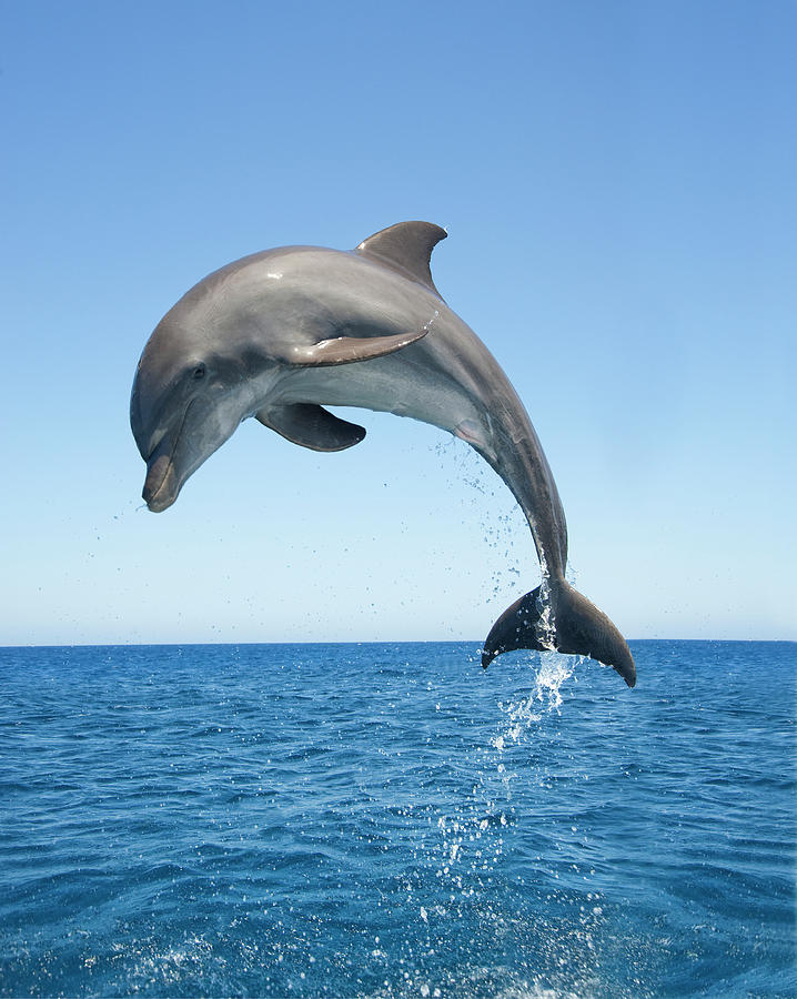 Bottle Nosed Dolphin Jumping Photograph by Mike Hill