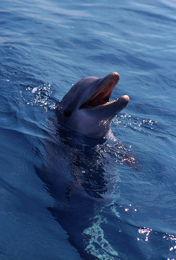 Bottle-nosed Dolphin Photograph by Stuart Westmorland