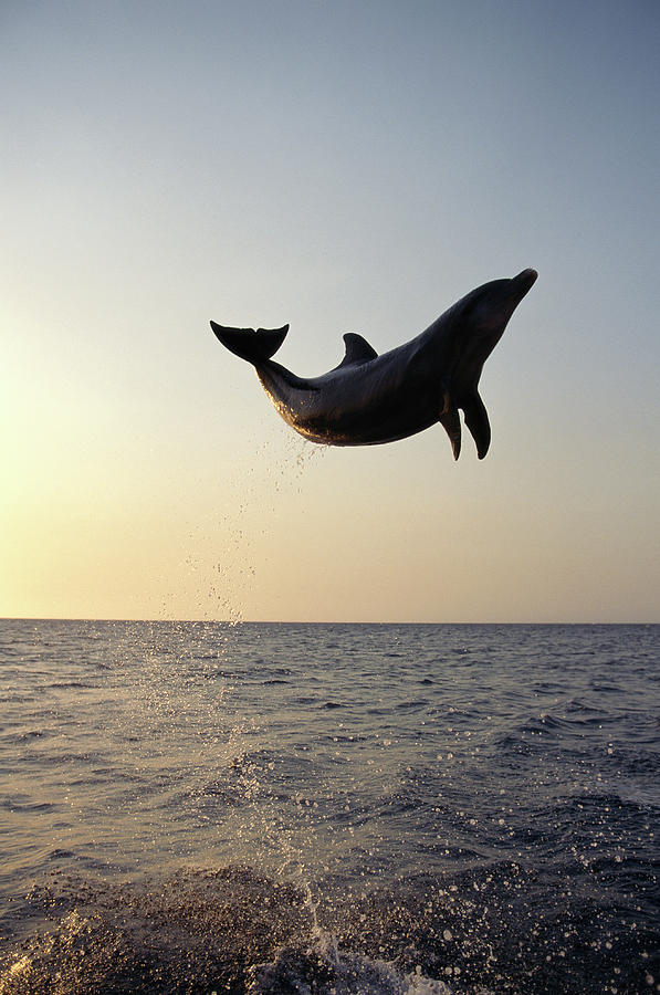 Bottle-nosed Dolphin Tursiops Truncatus Photograph by Stuart Westmorland