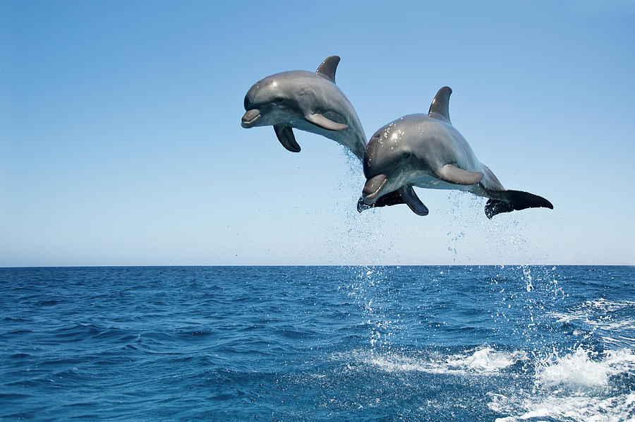 Bottle Nosed Dolphins Tursiops Photograph by Mike Hill