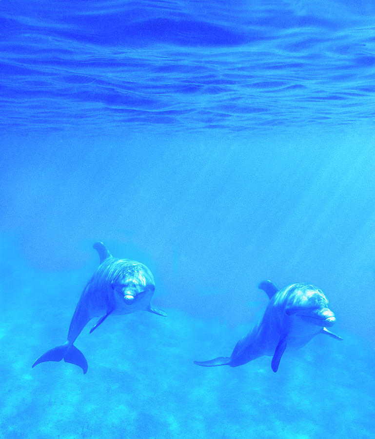 Bottle Nosed Dolphins Underwater Photograph by Mike Hill