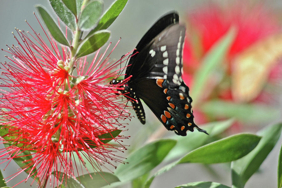 Bottlebrush and Butterfly Photograph by Denise Elfenbein - Fine Art America