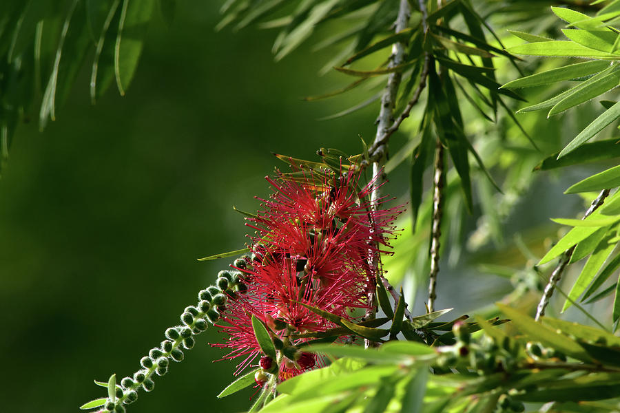 Bottlebrush And Fruit by William Tasker Bottlebrush And Fruit by William Tasker