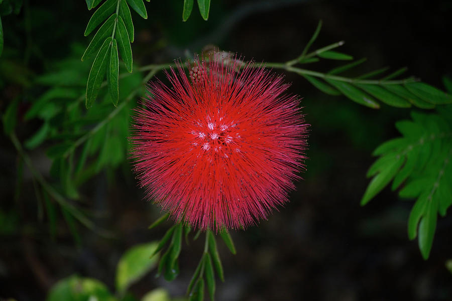Bottlebrush Flower Photograph by Patrick Nowotny