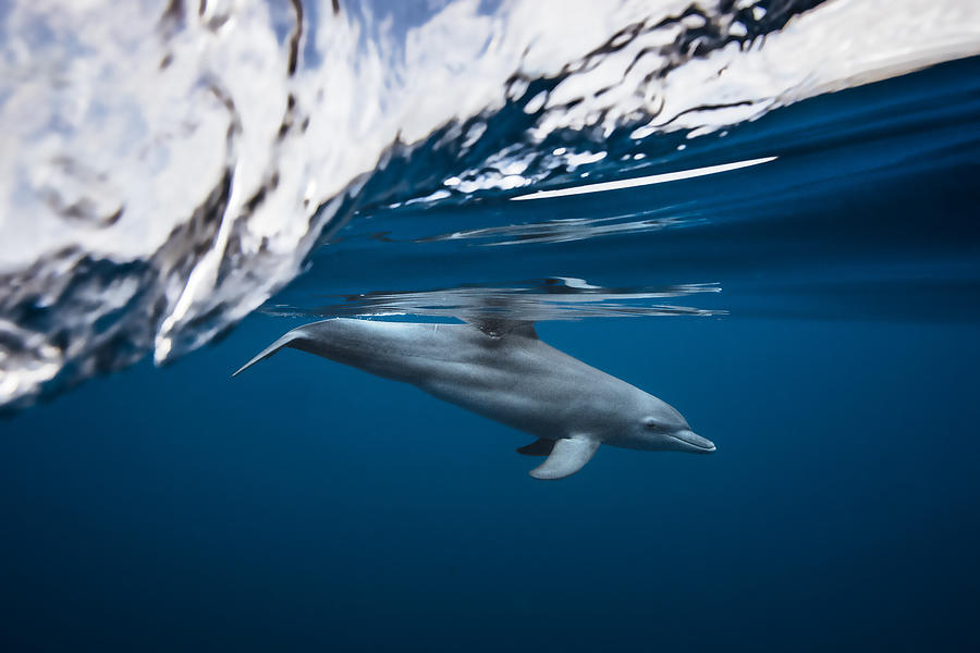 Bottlenose Dolphin / Turciops Aduncus Photograph by Barathieu Gabriel