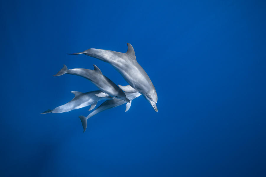 Bottlenose Dolphin Family Photograph by Barathieu Gabriel