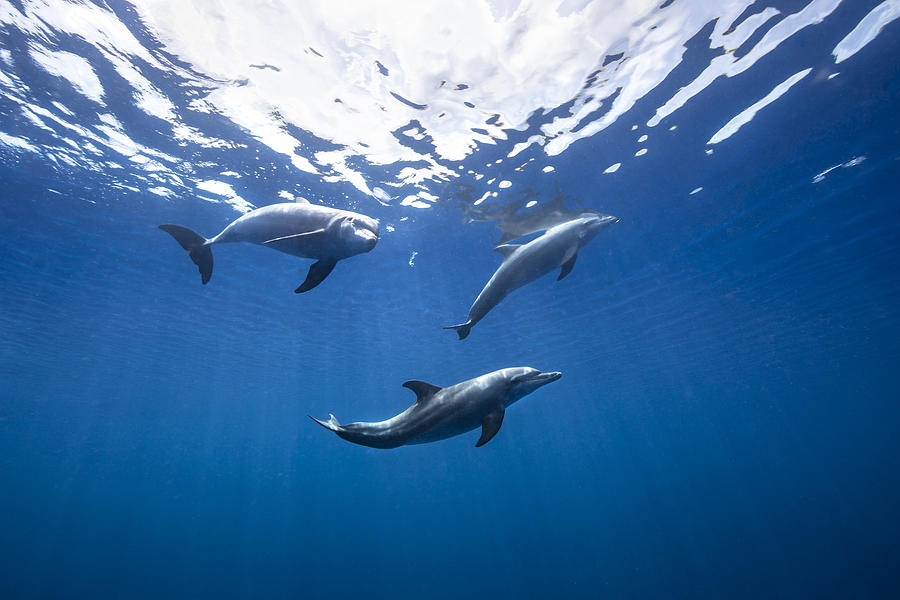 Bottlenose Dolphin From Indian Ocan Photograph by Barathieu Gabriel