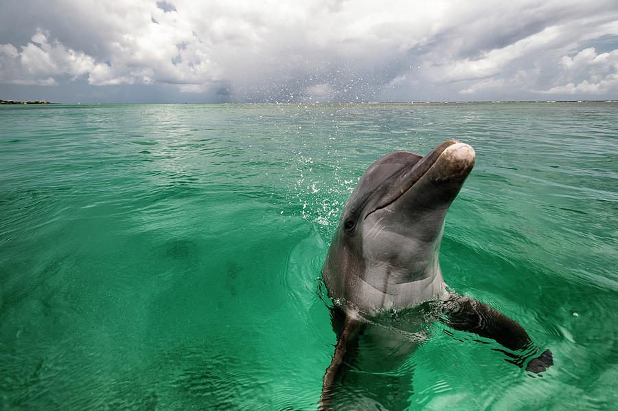 Bottlenose Dolphin In Shallow Water Photograph by Mike Hill